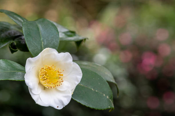 Camellia sinensis Close up of a camellia sinensis flower in bloom camellia photos stock pictures, royalty-free photos & images