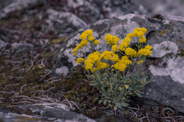 istock yellow flowers on the rocks 1224025871