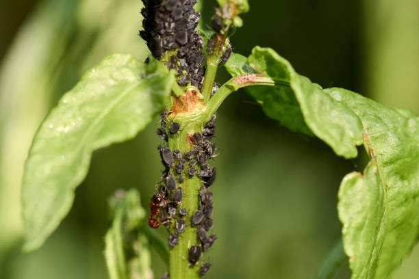 식물을 공격하는 많은 검은 진딧물의 클로즈업 - black bean aphid 뉴스 사진 이미지