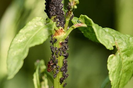 Close-up of many black aphids attacking a plant. Macro photograph of harmful pests in nature