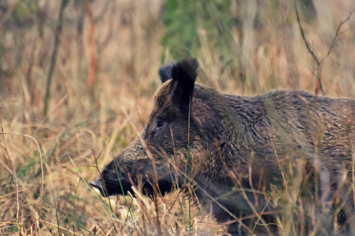 Wild boar male foraging in forest, natural habitat, springtime.