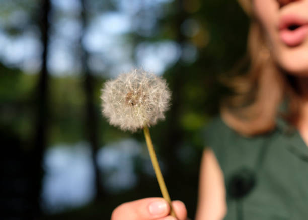 istock Girl Blowing Dandelion (Taraxacum) Flower 1224027334
