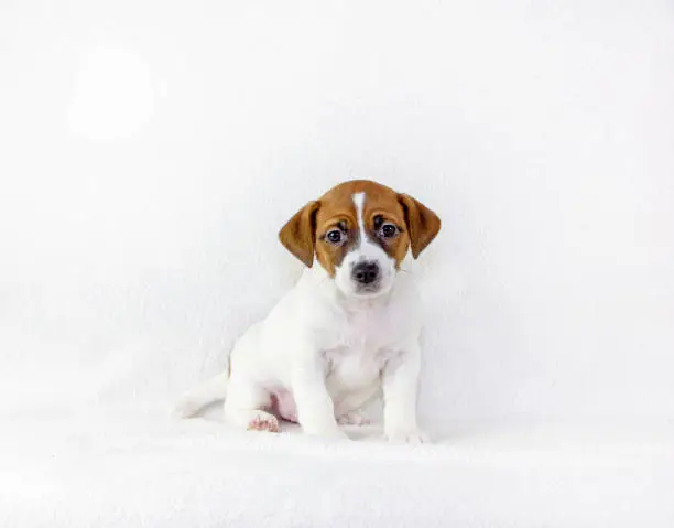 Photo of puppy male jack russell terrier sits and listens to the team. White background. Preparation for the exhibition. Horizontal format