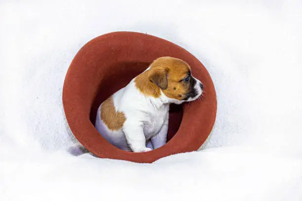 Photo of puppy bitch jack russell terrier sits in a felt hat on a white background. Four weeks from birth