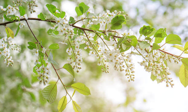 istock Spring photo. Green foliage and white flowers on the tree. 1224028256