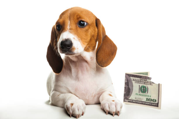 istock image of dog money white background 1224028313