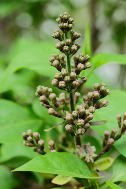 istock A blooming lilac brush in buds (Syrínga) macro 1224028360