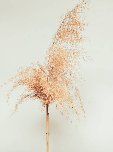 istock Beautiful reed plant 1224029007