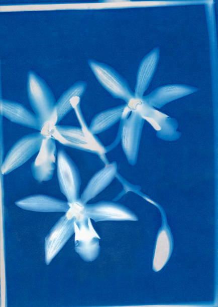 istock cyanotype of Cymbidium orchids 1224029615