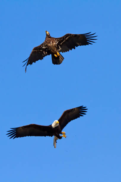 istock bald eagles chasing each other for food 1224029849