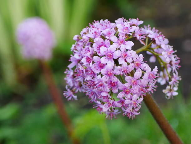 Darmera Peltata Flowers Closeup of a darmera peltata stem and pink flower with another one in background peltata stock pictures, royalty-free photos & images