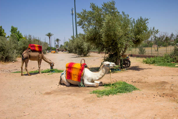Camel ride near the Menara Gardens at Oliveraie.