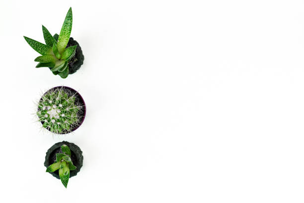 istock home office plant in pot on white background layout copy space. 1224031264