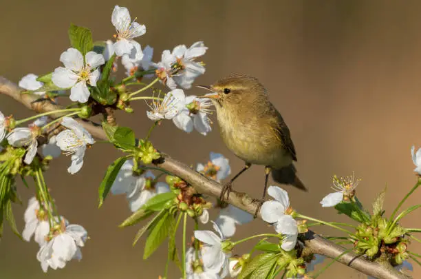 Common chiffchaff singing on a flowering cherry tree.