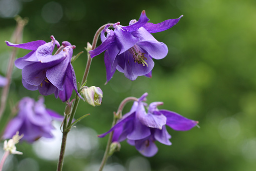 The beautiful bright purple flowers of Aquilegia vulgaris close up in a natural outdoor setting with green bokeh background. Copyspace to right.