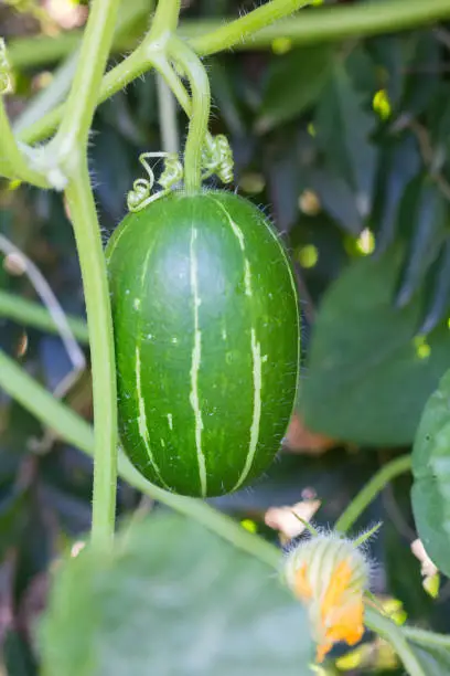 Photo of cucurbita maxima subspecies andreana, inedible wild squash native to south america