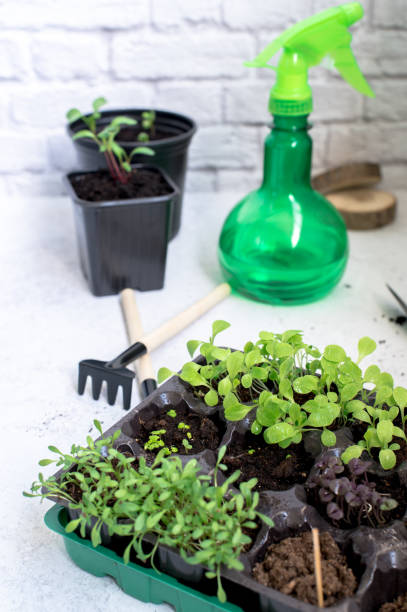 istock Little plant sprouts in black plastic grow box 1224033711