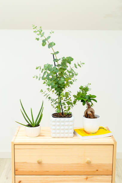 istock Home gardening. Eucalyptus and book. Life style; 1224033840