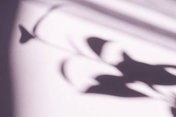 istock Tree leaves shadow on wall background, Abstract Background Cement Wall Shadow Light Concept, shadow effects 1224035007