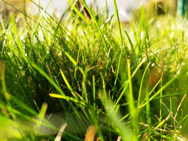 istock Close up of green grass. 1224035144