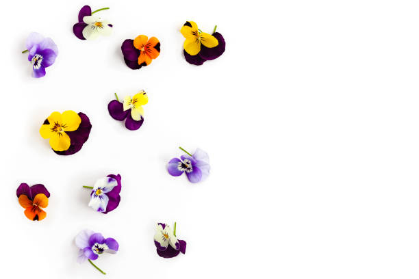 istock Spring or summer flower composition with pansy on white background. 1224035263
