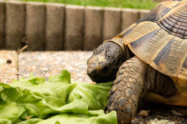 istock turtle tortoise eat salad green shell head eye 1224036269