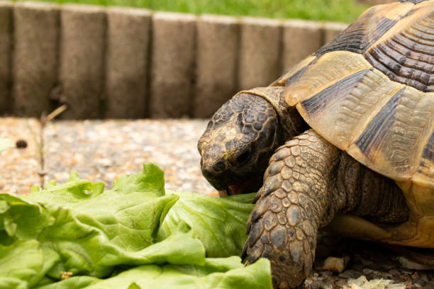 istock turtle tortoise eat salad green shell head eye 1224036286
