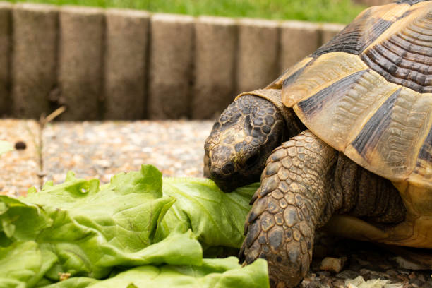 istock turtle tortoise eat salad green shell head eye 1224036309