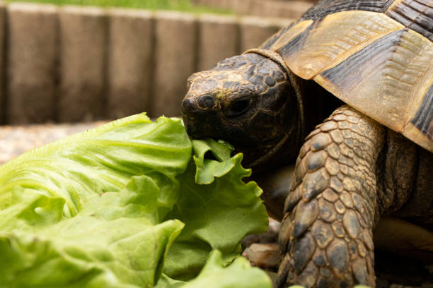 istock turtle tortoise eat salad green shell head eye 1224036336