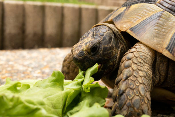 istock turtle tortoise eat salad green shell head eye 1224036547