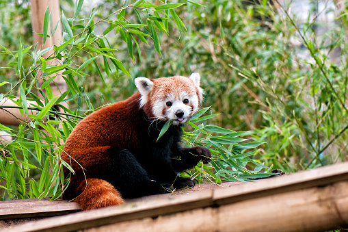 Red panda eating bamboo leaf ( Panda roux qui mange une feuille de bambou). The red panda is larger than a domestic cat, it has reddish-brown fur, a long, shaggy tail, and a waddling gait due to its shorter front legs.