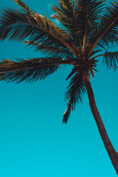 istock Palm trees against a blue sky in the summer 1224037599