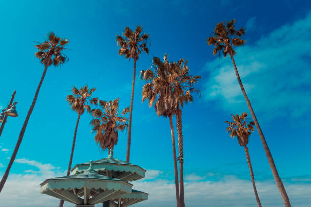 istock Palm trees in the Venice beach boardwalk 1224037602