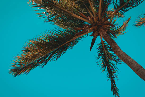 Palm trees against a blue sky in the summer
