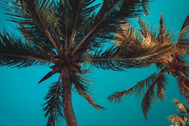 istock Palm trees against a blue sky in the summer 1224037629