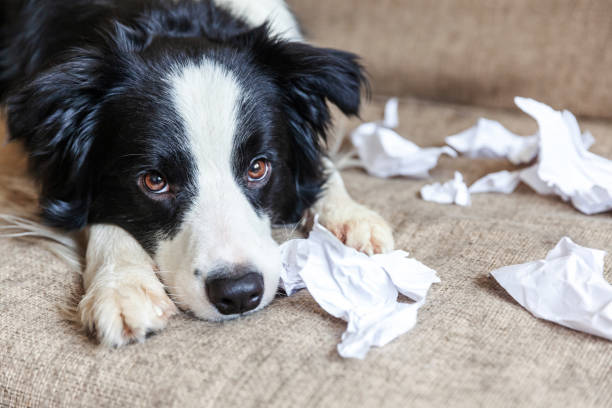 niegrzeczny figlarny szczeniak pies border collie po zgorszenie gryzienie papieru toaletowego leżącego na kanapie w domu. winny pies i zniszczony salon. szkody niechlujny domu i szczeniaka z zabawnym winnym wyglądem - dog home interior loneliness destruction zdjęcia i obrazy z banku zdjęć