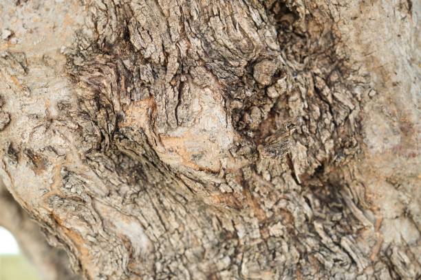 istock Closeup bark of olive tree, abstract texture background 1224038692