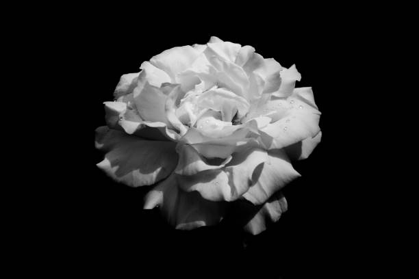 istock White rose flower petal black background dew 1224038921