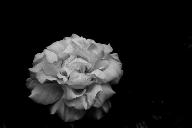 istock White rose flower petal black background dew 1224038946