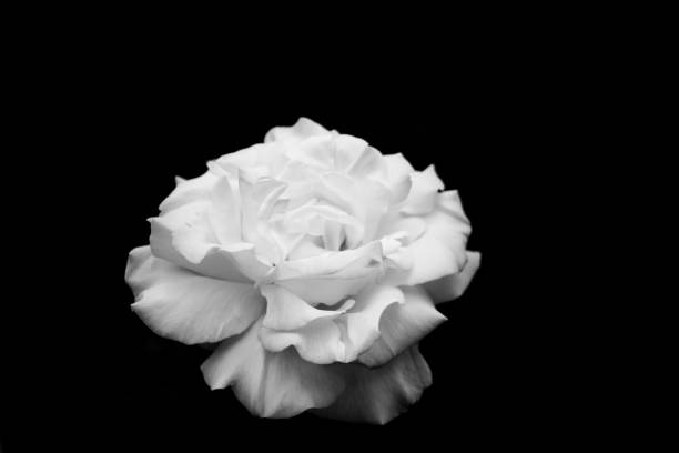 istock White rose flower petal black background dew 1224038960