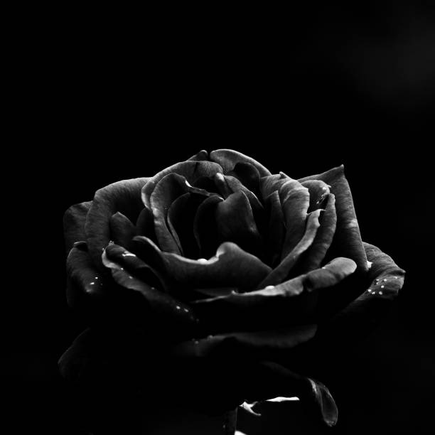 istock Black rose red rose black and white petal 1224039836