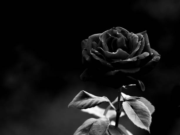 istock Black rose red rose black and white petal 1224039842
