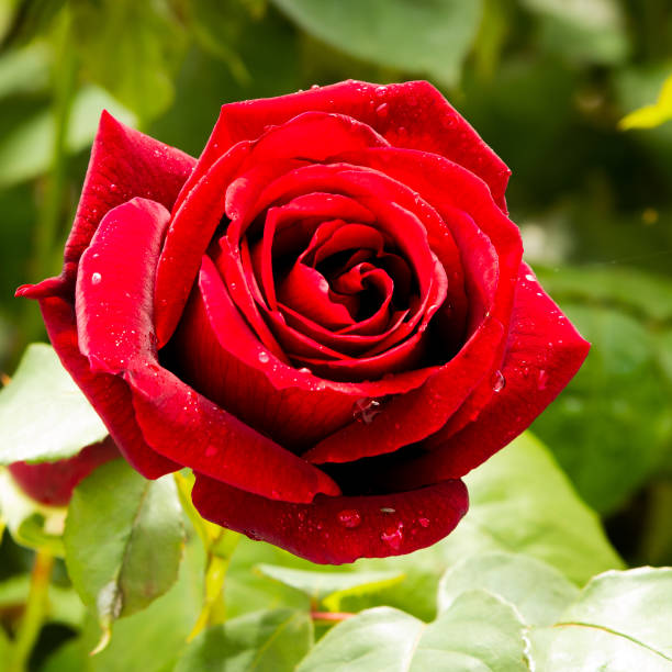 istock Red rose on a garden green leaf 1224039960