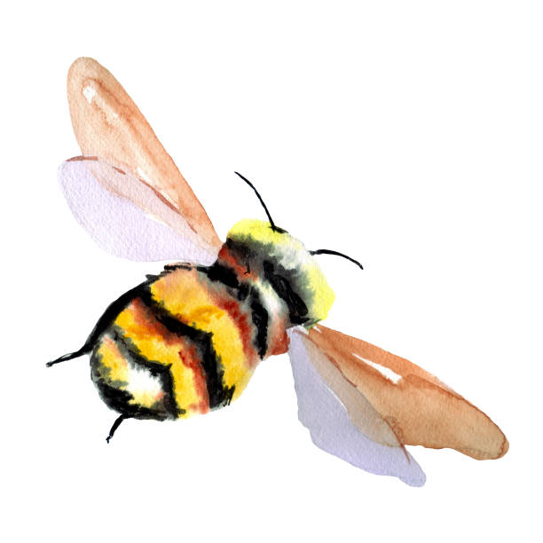 Large fluffy black and yellow bumblebee. Watercolor hand drawn illustration bee clipart stock illustrations