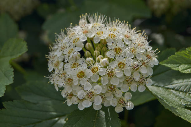 istock Inflorescences on a spirea bush. 1224040975