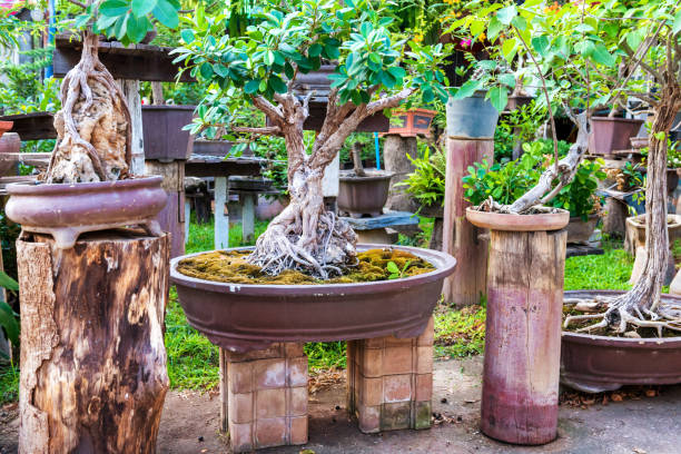 istock Bonsai trees in old pots in oriental garden 1224041052