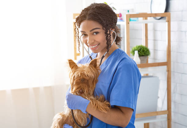 médico veterinario profesional haciendo chequeo de perro divertido en el hospital de animales, espacio en blanco - pets dog office vet fotografías e imágenes de stock