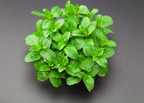 istock Fresh mint leaves isolated on black background. top view 1224042555