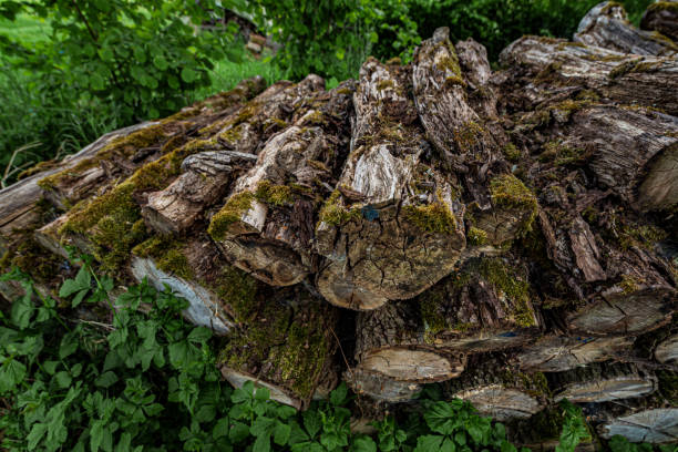 istock Logs in the garden 1224043830