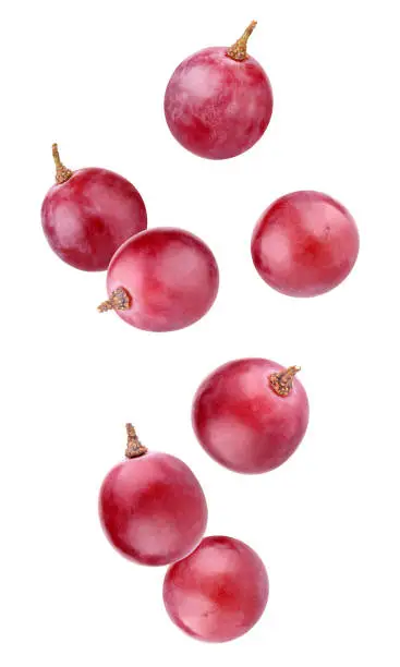 Photo of red falling grapes isolated on a white background with clipping path.